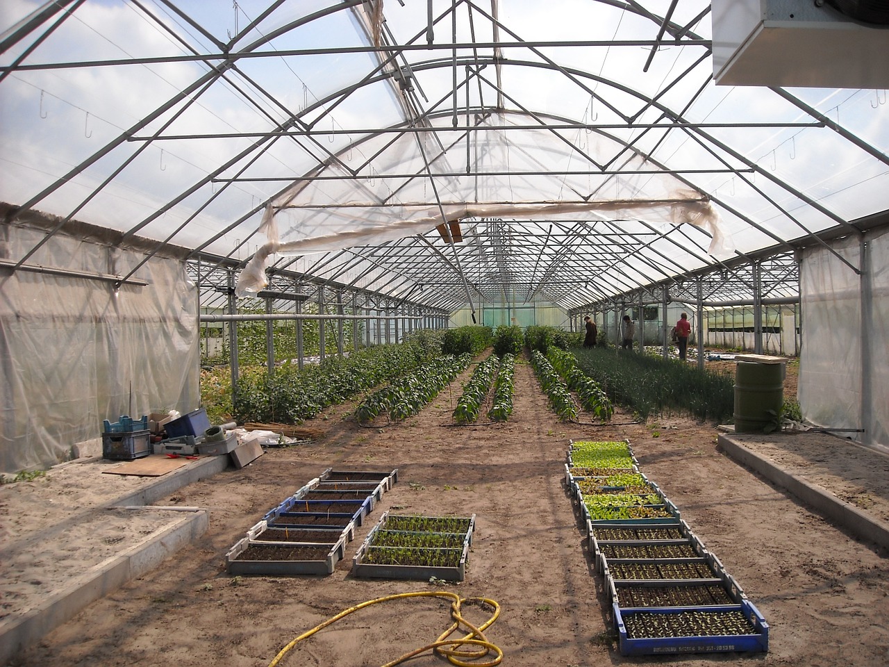 How to Build a DIY Greenhouse in Your Backyard